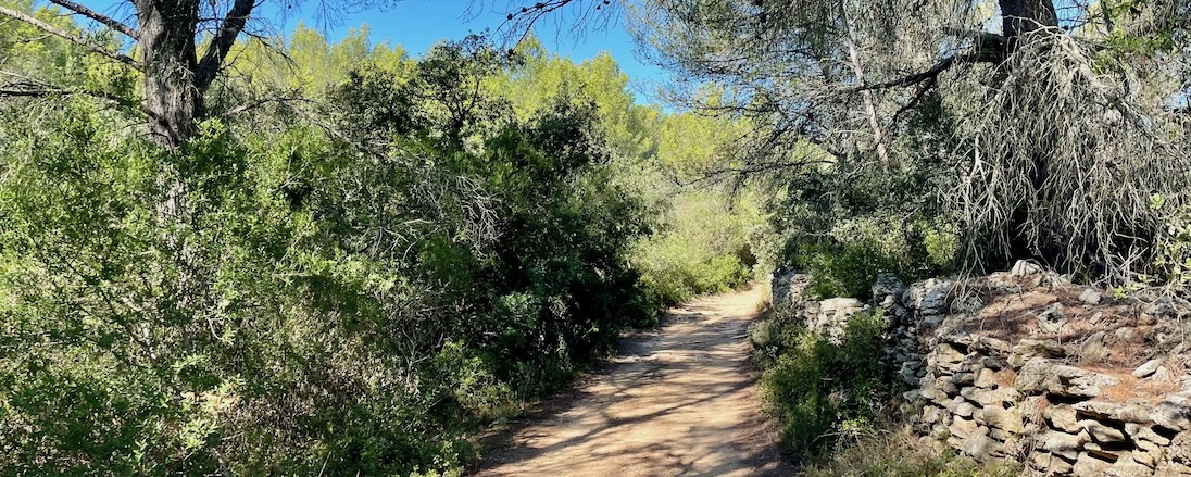 Forêt de Grans