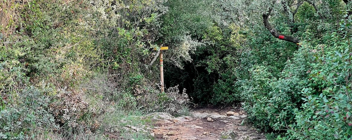 Forêt du Maucastéou (Miramas)